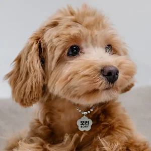 소형견 고양이 강아지 개 반려견 반려묘 애견 써지컬 인식표 이름표 목걸이