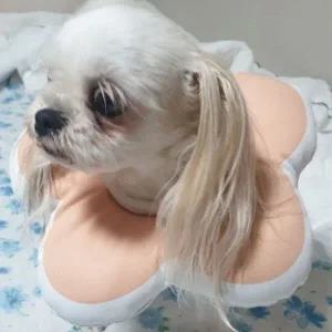 [콩심팥심]강아지 넥카라쿠션 중성화 고양이넥카라 핑크 M