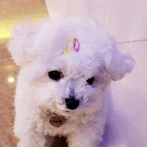 [콩심팥심]5P 강아지 강아지삔 똑딱핀 사각 머리핀