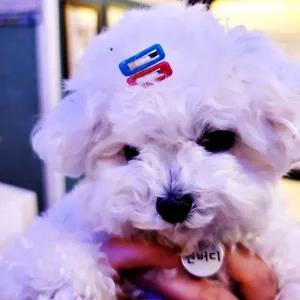 [콩심팥심]강아지 사각 강아지삔 똑딱핀 5P 머리핀