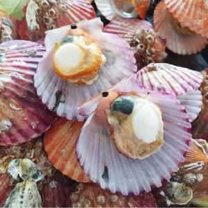 제철 맞은 알이굵은 손질 세척 통영 홍가리비 1kg