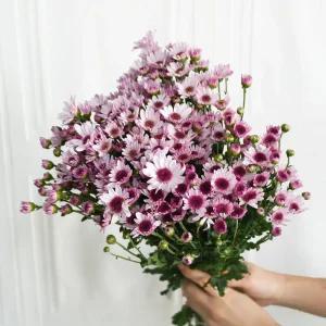 (플라워마켓) 아르거스 소국 한단 양재꽃시장 생화 배달 꽃 정기구독