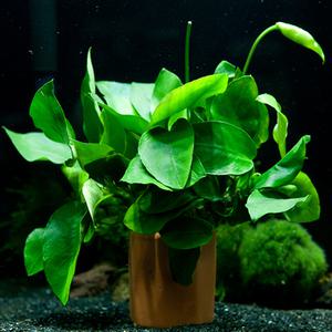 [음성수초] 아누비아스 나나 1포트 / 활착수초 