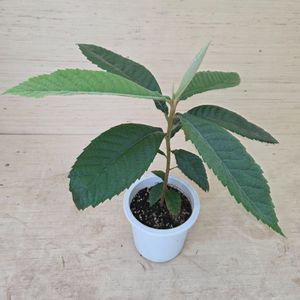 비파나무 모종 키우기 묘목 과실 열매  나무 정원수 조경수 A02