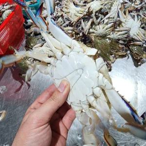 태안 신진도 활꽃게 3KG 12미내외(얼음포장)