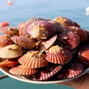 통영 활 홍가리비 3kg_새벽 조업 후 당일발송