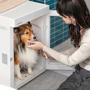 붐펫드라이룸 단델리온