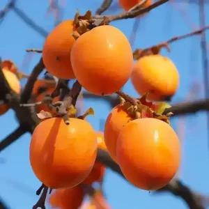 [충북농원] 둥시 감나무 묘목 - 1년생/접목묘