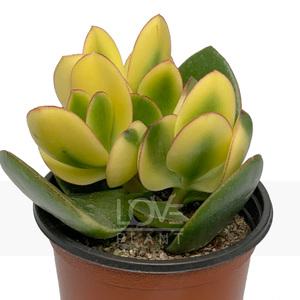 황금염좌 알젠티아금 황금 화월 염좌 돈나무 키우기 다육이 화분 소품