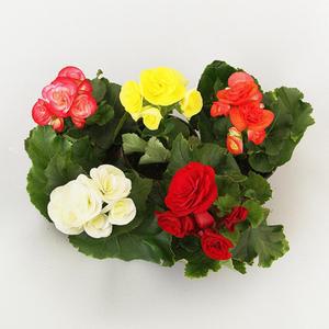 꽃베고니아 3개입 색상랜덤발송 장미닮은 내한성 추위강함 야생화 식물포인트 요양원 성당 입주