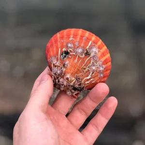 고흥 홍가리비 5kg(125-145미내외)