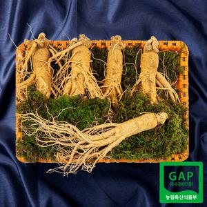 [풍기인삼] 6년근 수삼 선물세트 10호 800g 4-5뿌리