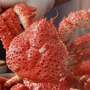 한농식 자연산 스노우 레드크랩 3마리 약1.2kg 이상/킹크랩 붉은대게 스노우크랩 랍스터