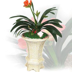 [제철맞은 군자란 특별할인가44,500원]아름답고화려한꽃 싱싱한잎고급화분/승진/취임/개업