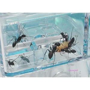 개미집키트 키우기 개미 하우스 LED 하기 관찰tuv706