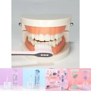 치아관리 양치교육 치아모형/어린이/욕실용/화장실/덴탈/놀이/학습/아동/키즈/유아/가정용/유치원