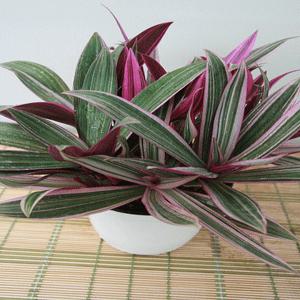 부자란 행운목 허브 화분 공기정화식물 인테리어 흙 분갈이  집들이 꽃 식물 화초 난 선인장 소나무길 356