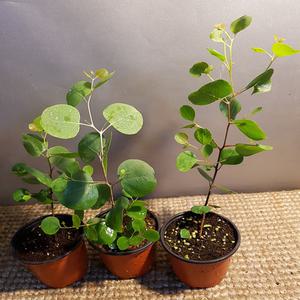 폴리안유칼립투스(10센치) 잎이 동전이 주렁주렁달린듯해요