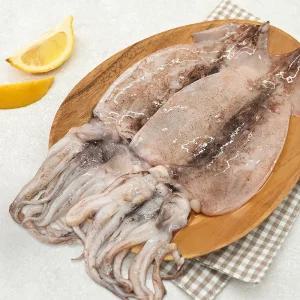 바로굽고 동해안 손질 오징어 생물 냉동 초코 물 오징어 국내산 1kg