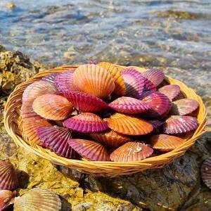 산지직송 제철 통영 홍가리비 1kg (17미내외)