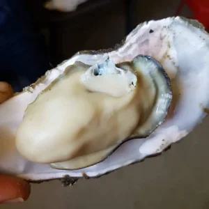 맛있고 달달한 석화 석화굴 5Kg+가리비2Kg