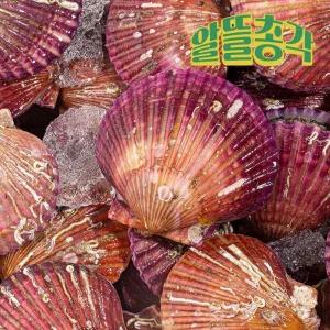 [특품/2kg] 고흥 산지직송 홍가리비 활가리비 특품 2kg