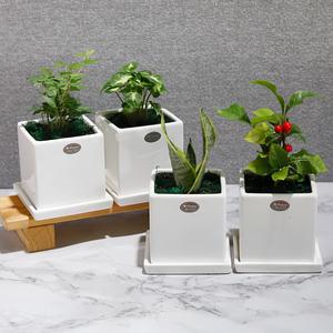 [가꾸지오] 공기정화식물 미니화분 인테리어식물 사각화이트화분4P세트