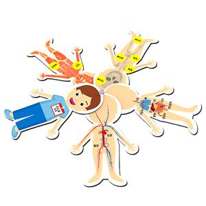 창작용인체구조카드/5인용/JS-45106