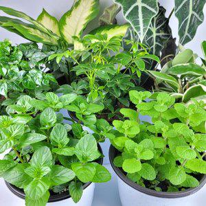 [미스터허브]허브 식물 15cm 중품 로즈메리 호야 팔손이 오로라 녹보수 커피나무 홀리페페 미라안느 테...