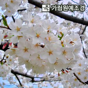 벚나무 묘목 벚꽃나무 겹벚 개화주 접목1년특묘 가림원예조경