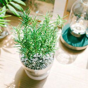 [미스터허브]로즈마리 허브 공기정화식물 화분 꽃