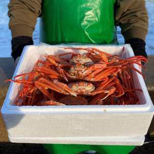 울진 후포리 박달 홍게 4kg (9-10미) 특A품 자숙 홍게찜