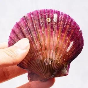 [오늘의바다] 국내산 가리비 1kg