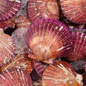 [밋앤밀] 고흥 산지직송 가리비 특품 3kg