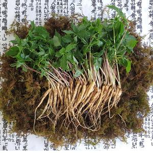 강원도 명품 새싹삼 2년근 특대 60뿌리