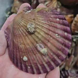 싱싱햇 통영 제철 홍가리비 가리비 1kg