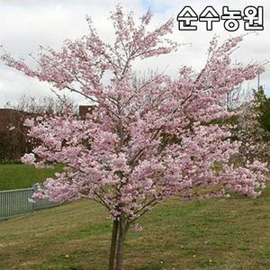 후지팔방벚나무 묘목 개화주 150~180cm(분) 1개/벚꽃나무/왜성종