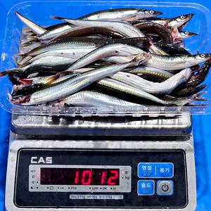 제철 생물 급랭 양미리 1kg (30미내외) 고소하고 크리미한 맛 암수혼합 알배기 소금구이 술안주 손질없이 통째로 남녀노소