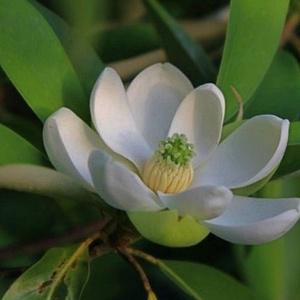 상록목련나무 목련 묘목 문글로우 분묘 꽃나무 봄꽃 정원수