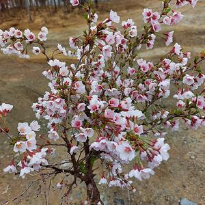 운용 벚나무 분묘 벚나무 묘목 운용벚 신품종 정원수 조경수