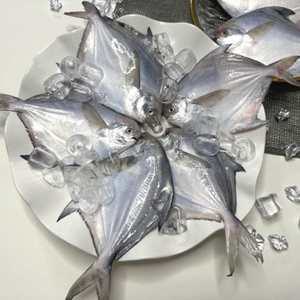 남해안 생물 병어 회 구이 찜 조림 1kg