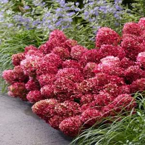 목수국 쁘띠 체리 P9포트묘 여름꽃나무 조경수 베란다 테라스 화분 노지월동