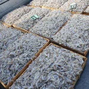 군산 호래기 횟감 바다해산물 손질 생물 호래기 500g