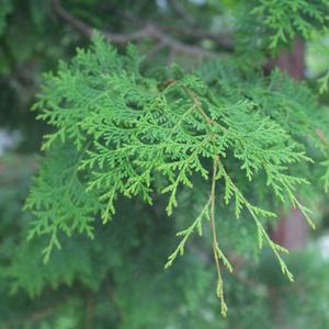 편백잎 1kg / 천연입욕제 방향제 편백나무잎 피톤치드 체험학습 생잎 리스만들기 크리스마스트리