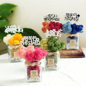 데일리 스칸디아모스 공기정화 유리병