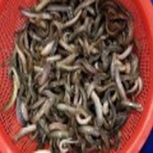 [생먹이]활미꾸라지(1kg)/생먹이/총알배송/노량진수산시장