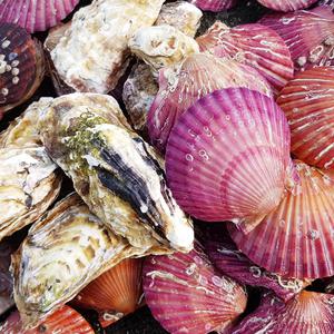 [굴이조아]통영 석화+홍가리비 세트