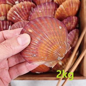 제철 통영 가리비 2kg(28-32미내외) 찜용 구이용 달달 홍가리비 선별·세척 최상품