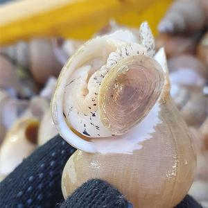 오오수산 생물 백고동(소)2kg(55미내외)