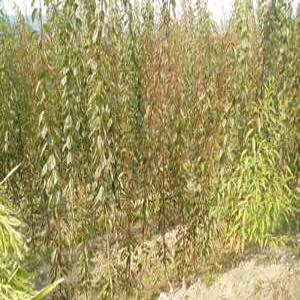 매실나무 매실묘목